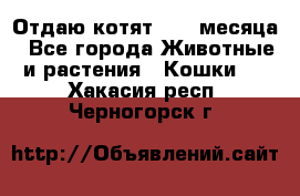 Отдаю котят. 1,5 месяца - Все города Животные и растения » Кошки   . Хакасия респ.,Черногорск г.